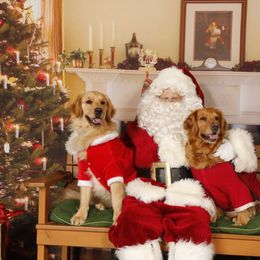 Golden Retriever Puppies from Bit O'Heaven Farm