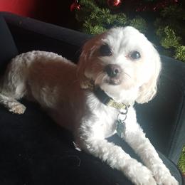 Molly - Coton de Tulear