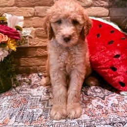 Carter - Apricot male Goldendoodle puppy in De Land, Florida from Rezapour Doodle Estate