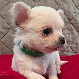 Fudge - Cream male Chihuahua puppy in Jacksonville, Florida from Precious Paws of Florida - Chihuahuas