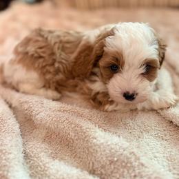 Butter - Blenheim female Cavapoo puppy in Acworth, Georgia from Cumberland Cavaliers