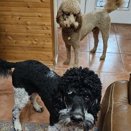 Poodles from Poodles of All Colors