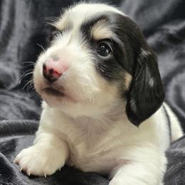 Baby Girl 3 - Dot - Piebald female Dachshund puppy in Salem, Oregon from Long'd Fore Dachshunds