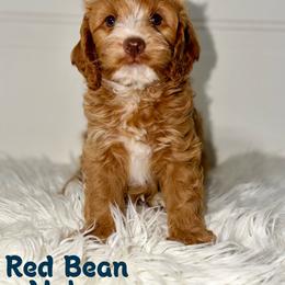 Red Bean - Red male Australian Labradoodle puppy in Beecher, Illinois from Erica’s Doodles