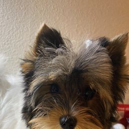 Biewer Terriers, Cotons de Tulear, Havanese, and Pugs from Liberty Show Dogs