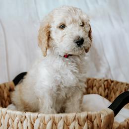 Mr. Red - Apricot male Goldendoodle puppy in Gotha, Florida from Perlune Farms