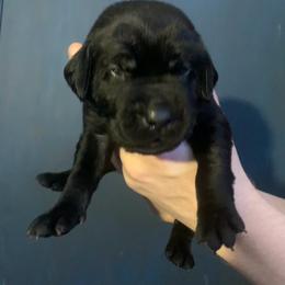 Labrador Retriever Puppies from Shadows Lovely Kennel