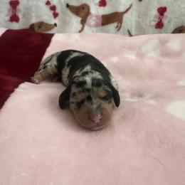Pebbles - Dapple female Dachshund puppy in Bakersfield, California from Mad dachshunds