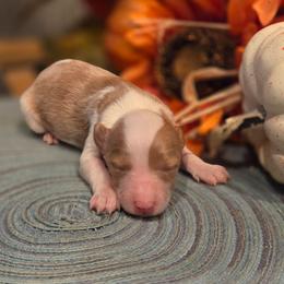 Female 2 - Cream and white female Aussiedoodle puppy in Mouth Of Wilson, Virginia from Holly Ridge Aussies, Aussiedoodles & Corgis