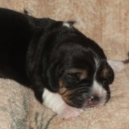 Boise Salt Lake City Vaquero - Black tan and white male Beagle puppy in Spring Creek, Nevada from Badland Kennel