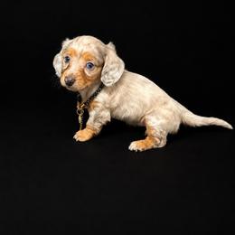 Zadie - Fawn (Isabella) female Dachshund puppy in Smithville, Oklahoma from Bristy’s Pampered Pups