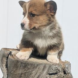 Turkey - Sable and white male Cardigan Welsh Corgi puppy in Hotchkiss, Colorado from Bell S Ranch