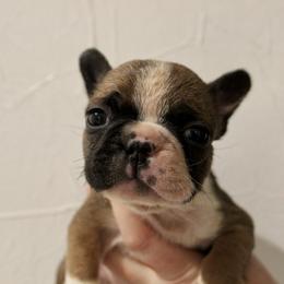 Jasper - Fawn and white male French Bulldog puppy in Tomahawk, Wisconsin from Mahner Labs