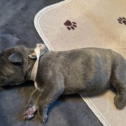 Jestor - Gray male Cane Corso puppy in Dunnellon, Florida from High Royal Kennel