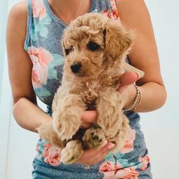Girl 3 TINY Honey Blonde Apricot BEST CLASSIC CURL - Apricot female Goldendoodle puppy in Clarksville, Tennessee from Tennessee Goldendoodles, since 2014