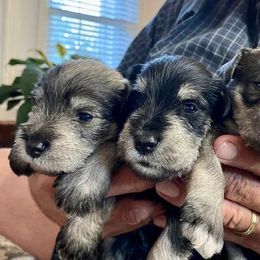 Miniature Schnauzer Puppies from Beau's Beauties