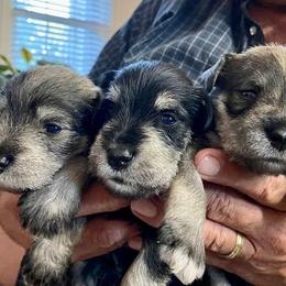 Miniature Schnauzer Puppies from Beau's Beauties