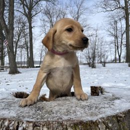 Amy - Yellow Labrador Retriever puppy in Alger, Ohio from Osborne Family Retrievers