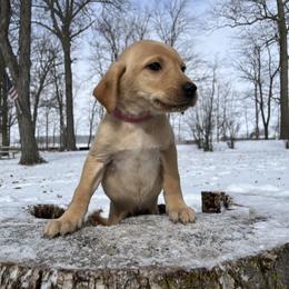Amy - Yellow Labrador Retriever puppy in Alger, Ohio from Osborne Family Retrievers