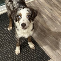Miniature Australian Shepherd All Grown Up from ST. J’s Mini Aussies