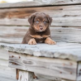 Simba - Red tri-color Australian Shepherd puppy in Nashville, North Carolina from Ethan's Aussies