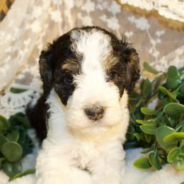 Black Tri Female - Phantom female Poodle puppy in Belgreen, Alabama from Scott’s Farm Poodles and Doodles