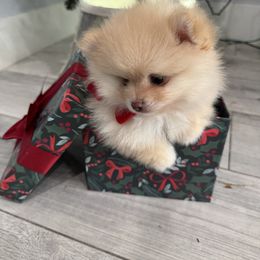 Little Miss Daisy - Cream female Pomeranian puppy in Naples, Florida from 🤎 Dreaming Puppies 🐶