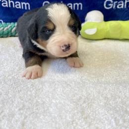 White Collar - Black rust and white male Bernese Mountain Dog puppy in Comer, Georgia from Water Oak Farm
