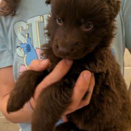 Black collar - Black seal male German Shepherd puppy in Garrett, Indiana from Devil-Dog Shepherds