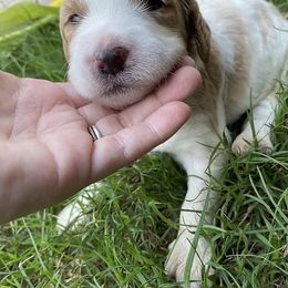 Goldendoodle Puppies from Plant City Doodles