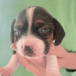 Pocket Beagle Jeni - Black white and tan female Beagle puppy in Gentry, Arkansas from HC Puppy Ranch