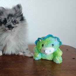 Boadie - Blue merle male Pomeranian puppy in Newark, Texas from Uniting Families Pomeranians