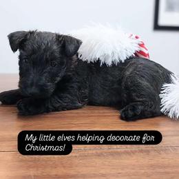 Boy 2 - Scottish Terrier puppy from Christie Gregory's Scotties