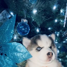 Pomsky Puppies from Oceanway Pomskies