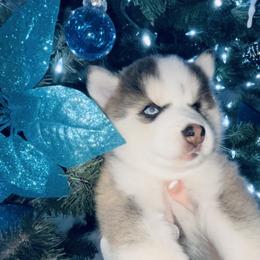 Pomsky Puppies from Oceanway Pomskies