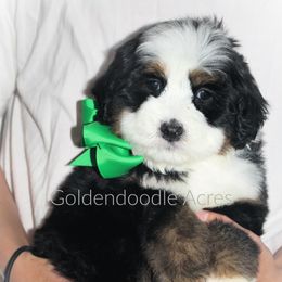 Bernedoodle and Goldendoodle Puppies from Goldendoodle Acres
