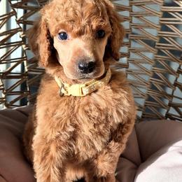 Aten - Red  male Poodle puppy in El Paso, Texas from Paws Of Beauty