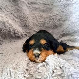 Rutabaga - Tri-color female Bernedoodle puppy in Gilbert, Arizona from San Tan Doodles