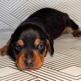 Duke-Green boy - Black and tan male Dachshund puppy in North Auburn, California from Northern Doxie