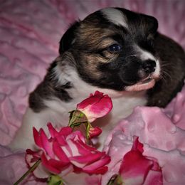 Pembroke Welsh Corgi Puppies from Larrchelle's Corgi's