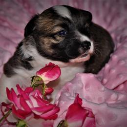 Pembroke Welsh Corgi Puppies from Larrchelle's Corgi's