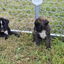 Yankee - Brindle male Boxer puppy in Billings, Missouri from Azaleas Euro Boxers & Boston Terriers
