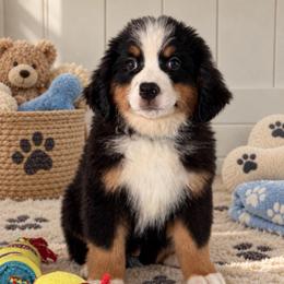 Jake - Tri-color male Bernese Mountain Dog puppy in Yuciapa, California from AlltheDoodlez_