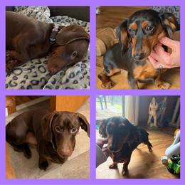 Dachshund puppies from Cruzan Dachshunds