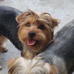 Yorkshire Terriers from Shepard's Yorkshire Terriers