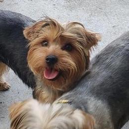 Yorkshire Terriers from Shepard's Yorkshire Terriers
