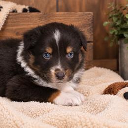 Max - Red tri-color male Australian Shepherd puppy in Placerville, California from BFF Aussies
