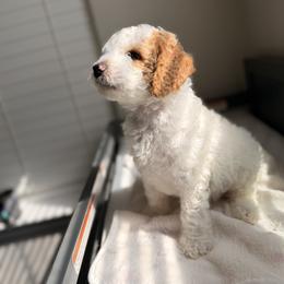 Cavapoo and Goldendoodle Puppies from Dori