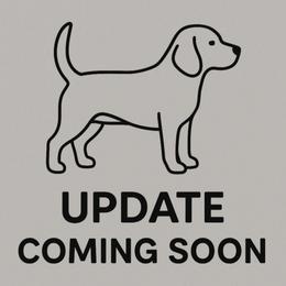 Sandy - Lemon and white female Beagle puppy in Rose Bud, Arkansas from Rajun Cajun Kennels