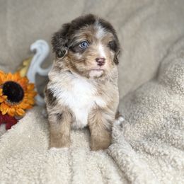 Nick - Brown merle male Aussiedoodle puppy in Lookout, California from Remington Kennels, LLC